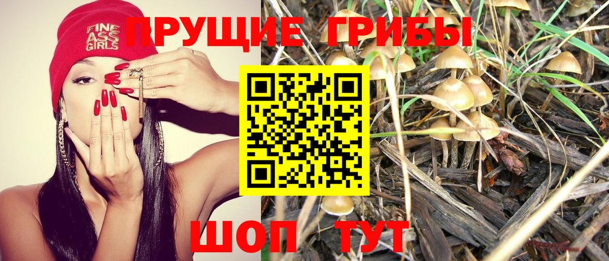 Прокопьевск  Галлюциногенные грибы Psilocybine cubensis  Вход с VPN 